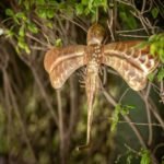 Handcrafts Vintage Gold Butterfly